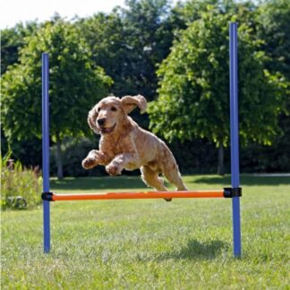 Трикси Obstacle Agility