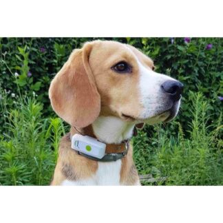 GPS-ошейник Weenect Dogs 2