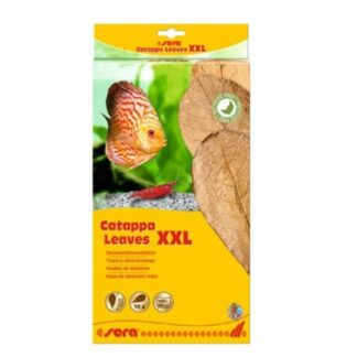 Sera Catappa Листья XXL Badamier Листья