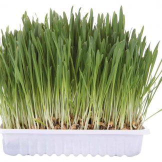 Cat grass, bowl/approx. 100 g