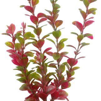 Marina AquaScaper 20cm Red Ludwigia-V