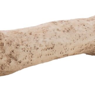 EX Dinosaur Bone