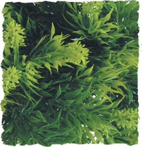 ZOO MED Sztuczna roślina do terrarium MALAYSIAN FERN 36cm