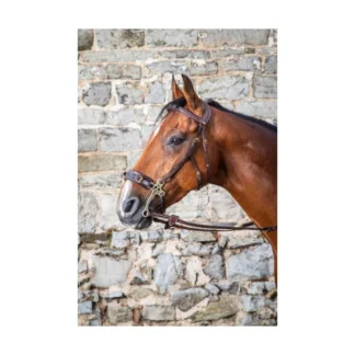 Bridon Dy'on Hackamore D Collection