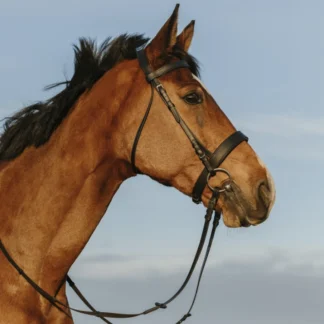 Bridon Riding World Muserolle Large