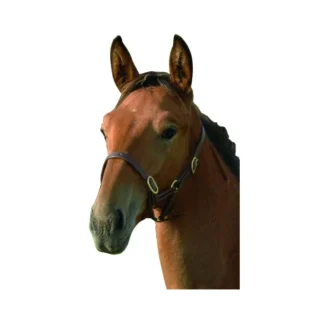 Licol Foal Chetak