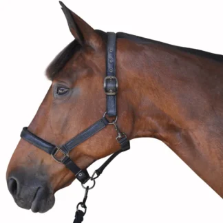 Set Licol + Longe Black Canter