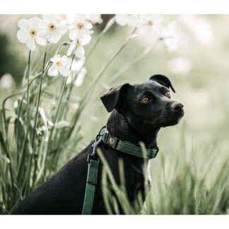 Kentucky Dog Collar Lizard
