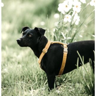 Kentucky Dog Harness Loop Velvet