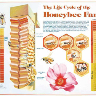 Life Cycle Chart
