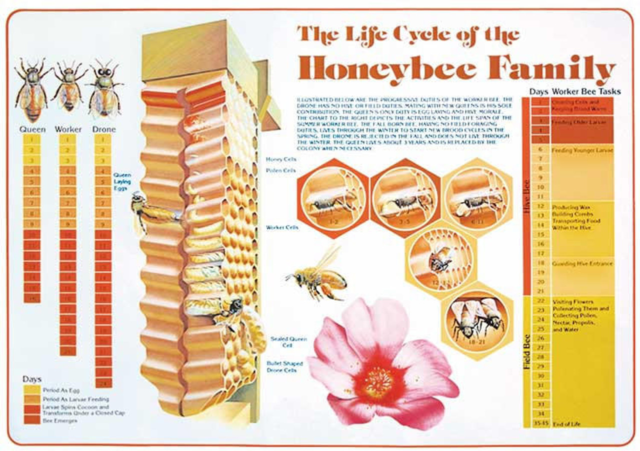 Life Cycle Chart