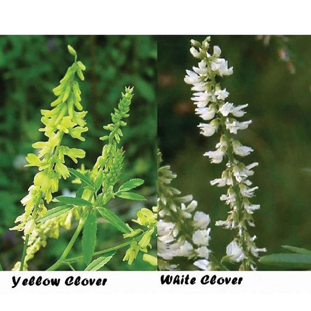 Mixed Clover Seed