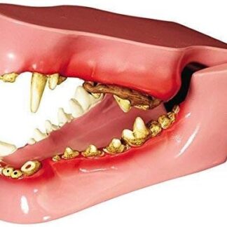 ERNZI Modello Anatomico della Mascella del Cane/Cane - Modello Anatomico per Denti del Cane con Nove Patologie per I Laboratori di Insegnamento Veterinario: 4,75 X 2,75 X 2 Pollici