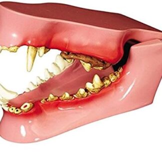 MERAXI Modello anatomico dei Denti del Cane Il Modello anatomico della mascella Canina/del Cane Presenta Nove patologie per i Laboratori didattici veterinari 4.75X 2.75X 2