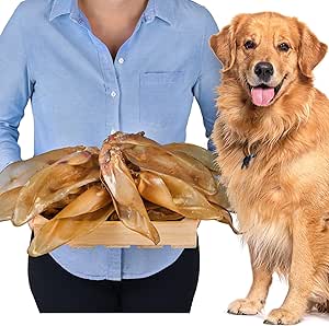 Orecchie di manzo naturali con conchiglia per cani, 10 pezzi (700 g) | spuntino naturale indiano in 100% manzo | lunga masticazione e cura dentale | senza additivi
